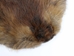 Beaver Skin: #1: Medium: Gallery Item - 50-1-M-G3249 (Y1E)
