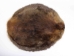 Beaver Skin: #1: Medium: Gallery Item - 50-1-M-G3249 (Y1LRL)