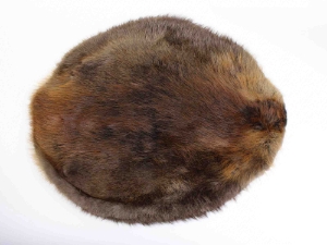 Beaver Skin: #1: Medium: Gallery Item beaver skins