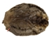 Extra-Wide Beaver Skin: #1: Extra-Large: Gallery Item - 50-1-XL-G3001 (Y1E)