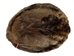 Extra-Wide Beaver Skin: #1: Extra-Large: Gallery Item - 50-1-XL-G3002 (Y1E)