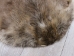 Extra-Wide Beaver Skin: #1: Extra-Large: Gallery Item - 50-1-XL-G3202 (Y1L)