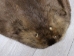 Extra-Wide Beaver Skin: #1: Extra-Large: Gallery Item - 50-1-XL-G3204 (Y1L)