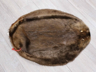 Extra-Wide Beaver Skin: #1: Extra-Large: Gallery Item extra wide beaver skins, extra large beaver skins