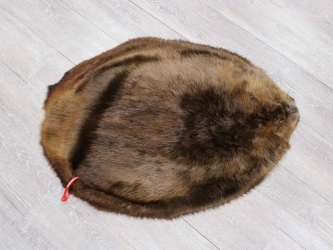 Extra-Wide Beaver Skin: #1: Extra-Large: Gallery Item extra wide beaver skins, extra large beaver skins