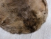 Extra-Wide Beaver Skin: #1: Extra-Large: Gallery Item - 50-1-XL-G3206 (Y1L)