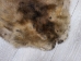 Extra-Wide Beaver Skin: #1: Extra-Large: Gallery Item - 50-1-XL-G3207 (Y1L)