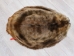 Extra-Wide Beaver Skin: #1: Extra-Large: Gallery Item - 50-1-XL-G3207 (Y1L)