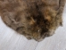 Extra-Wide Beaver Skin: #1: Extra-Large: Gallery Item - 50-1-XL-G3208 (Y1L)