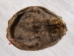 Extra-Wide Beaver Skin: #1: Extra-Large: Gallery Item - 50-1-XL-G3208 (Y1L)