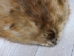 Extra-Wide Beaver Skin: #1: Extra-Large: Gallery Item - 50-1-XL-G3209 (Y1L)