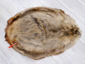 Extra-Wide Beaver Skin: #1: Extra-Large: Gallery Item extra wide beaver skins, extra large beaver skins