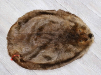 Extra-Wide Beaver Skin: #1: Extra-Large: Gallery Item extra wide beaver skins, extra large beaver skins