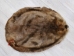 Extra-Wide Beaver Skin: #1: Extra-Large: Gallery Item - 50-1-XL-G3216 (Y1L)