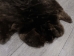 Sheared Beaver Rug: Gallery Item - 50-50-G3147 (Y1ERL)