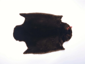 Sheared Beaver Skin: Gallery Item 