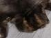 Sheared Beaver Skin: Gallery Item - 50-55-G3146 (Y1LRL)