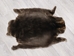 Sheared Beaver Skin: Gallery Item - 50-55-G3146 (Y1E)
