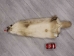 North American Badger Skin: Trading Post Grade: Gallery Item - 52-TP-A-G3111 (Y2DRJ)