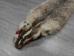 North American Badger Skin: Trading Post Grade: Gallery Item - 52-TP-A-G3111 (Y2DRJ)
