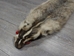 North American Badger Skin: Trading Post Grade: Gallery Item - 52-TP-A-G3111 (9UL22)