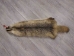 North American Badger Skin: Trading Post Grade: Gallery Item - 52-TP-A-G3111 (Y2DRJ)