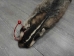 North American Badger Skin: Trading Post Grade: Gallery Item - 52-TP-A-G3112 (Y2DRJ)
