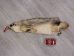 North American Badger Skin: Trading Post Grade: Gallery Item - 52-TP-A-G3113 (Y2DRJ)