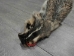 North American Badger Skin: Trading Post Grade: Gallery Item - 52-TP-A-G3113 (Y2DRJ)