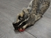 North American Badger Skin: Trading Post Grade: Gallery Item - 52-TP-A-G3113 (Y2D)