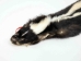 Skunk Skin: Gallery Item - 54-TP-G2113 (Y1KWR)