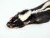 Skunk Skin: Gallery Item - 54-TP-G2113 (Y3K)