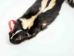 Skunk Skin: Gallery Item - 54-TP-G2119 (Y1KWR)