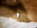 Calf Rawhide: Hair-On: Gallery Item - 55-25-00H-G3972 (Y2ORM)