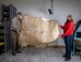 Elk Rawhide: Gallery Item - 55-30-25-G3966 (Y2JRS)