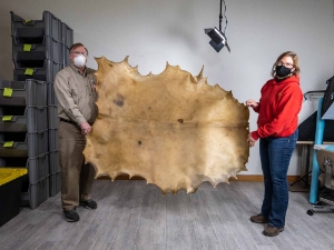 Elk Rawhide: Gallery Item 