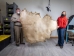 Elk Rawhide: Gallery Item - 55-30-25-G3968 (Y2JRR)