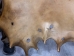 Elk Rawhide: Gallery Item - 55-30-25-G3968 (Y2JRR)