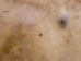 Elk Rawhide: Gallery Item - 55-30-25-G3968 (Y2JRR)