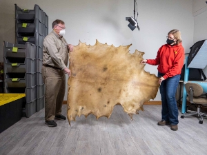 Elk Rawhide: Gallery Item 