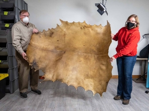 Elk Rawhide: Gallery Item 
