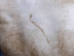 Elk Rawhide: Gallery Item - 55-30-25-G3983 (Y2JRS)