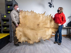 Elk Rawhide: Gallery Item 