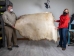 Elk Rawhide: Gallery Item - 55-30-25-G3986 (Y3DRE)