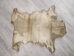 Goat Rawhide: Large: Gallery Item - 55-50L-G4230 (Y2JRP)
