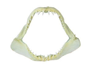 Mako Shark Jaw 13": Gallery Item 