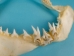 Mako Shark Jaw 13": Gallery Item - 561-J17-1415-G4162 (Y1K)
