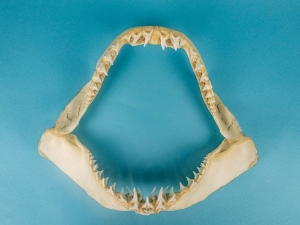 Mako Shark Jaw 13": Gallery Item 