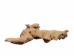 Driftwood: Extra Large (7+ lbs): Gallery Item - 562-XL-G3733 (Y3G-B5)