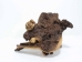 Driftwood: Extra Large (7+ lbs): Gallery Item - 562-XL-G3738 (Y3G-B8)